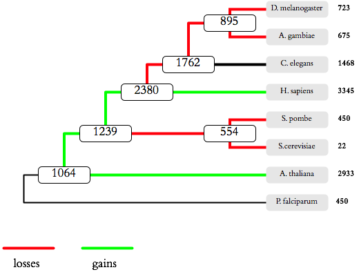 intron evolution in eukaryotes