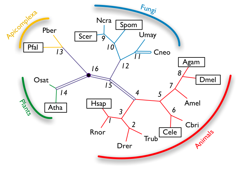 phylogeny of 18 species