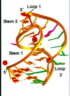 DNA Structure