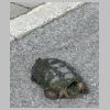 Tortue.jpg