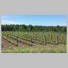Vignoble.jpg