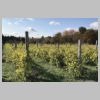 Vignoble.jpg