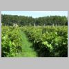 Vitis_2.jpg