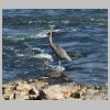 Heron.jpg