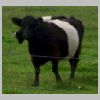Vache.jpg
