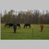 Chevaux.jpg