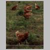 Poules.jpg