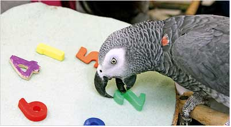 Perroquet qui classe des lettres