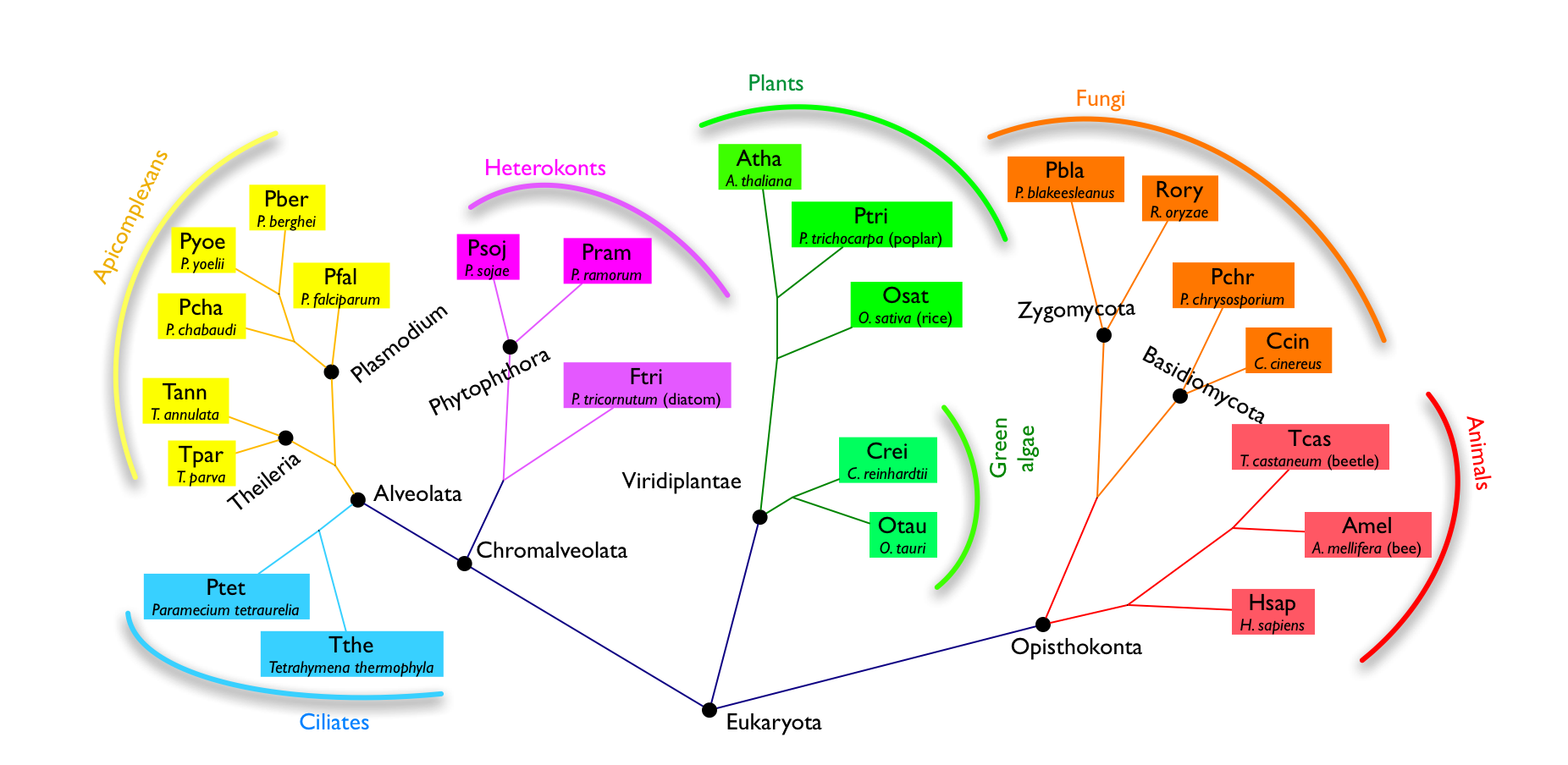 Alveolate intron evolution supporting site