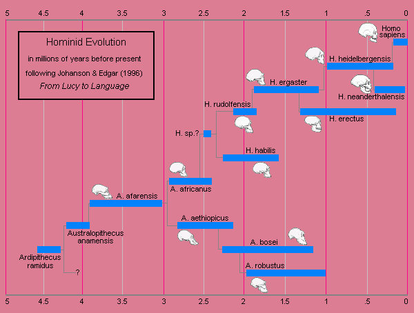 human evolutionary timeline