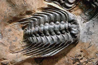 trilobite